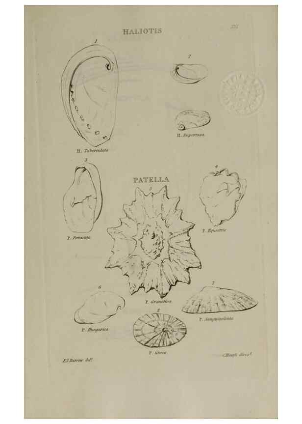 Reproducción/Reproduction 24018820224: Elements of conchology :. London :J. Duncan,1844.
