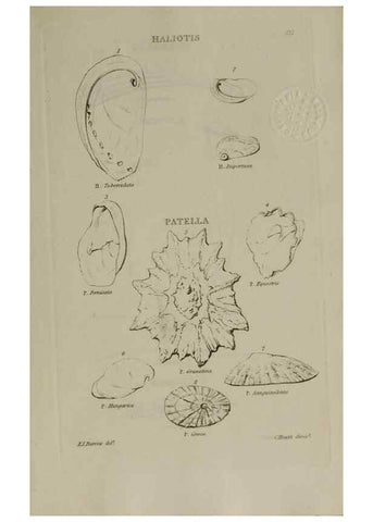 Reproducción/Reproduction 24018820224: Elements of conchology :. London :J. Duncan,1844.