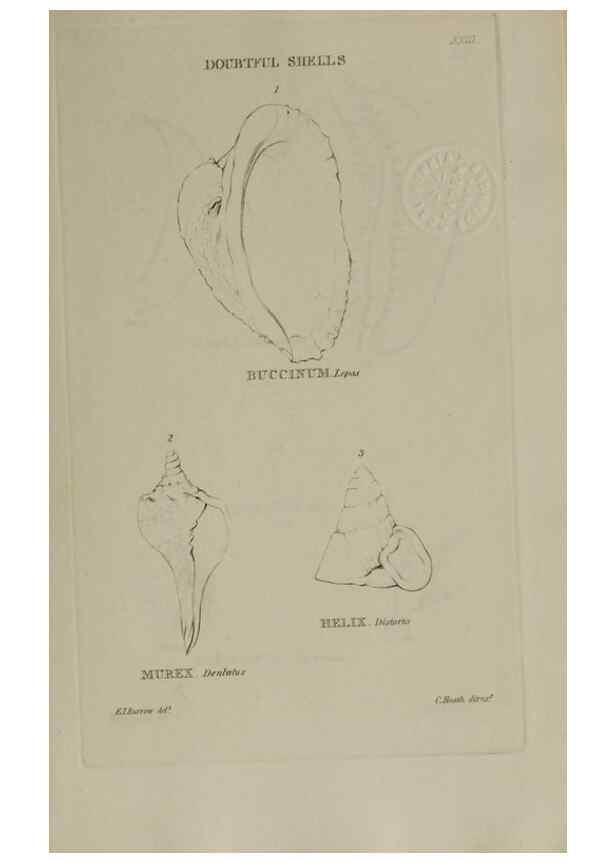Reproducción/Reproduction 24646956475: Elements of conchology :. London :J. Duncan,1844.