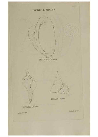 Reproducción/Reproduction 24646956475: Elements of conchology :. London :J. Duncan,1844.