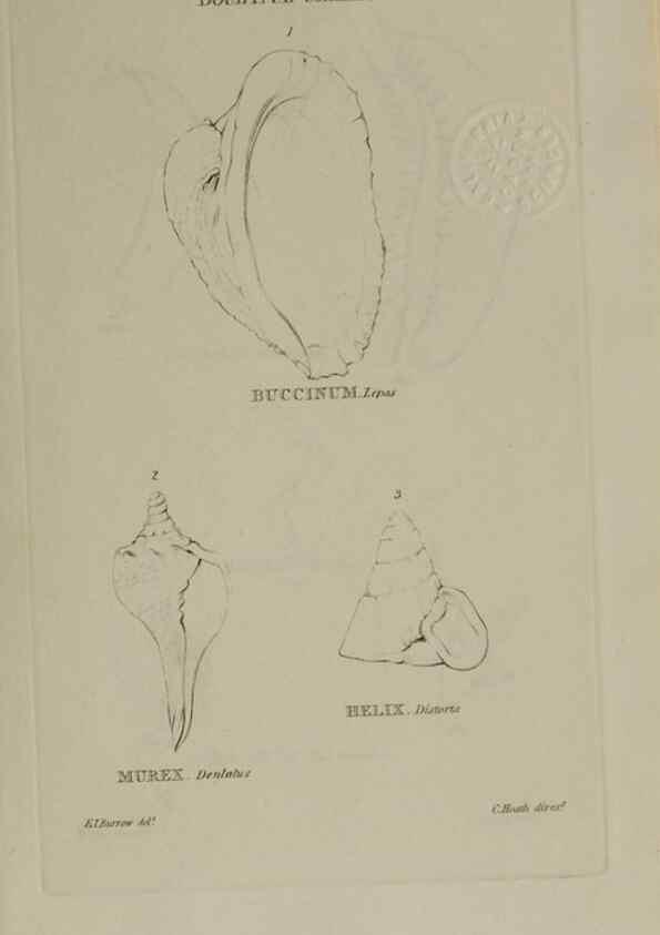 Reproducción/Reproduction 24646956475: Elements of conchology :. London :J. Duncan,1844.