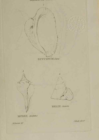 Reproducción/Reproduction 24646956475: Elements of conchology :. London :J. Duncan,1844.
