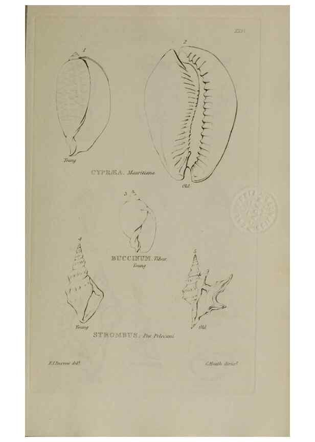 Reproducción/Reproduction 24564775141: Elements of conchology :. London :J. Duncan,1844.