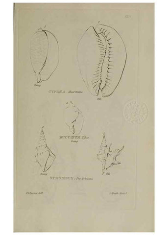 Reproducción/Reproduction 24564775141: Elements of conchology :. London :J. Duncan,1844.