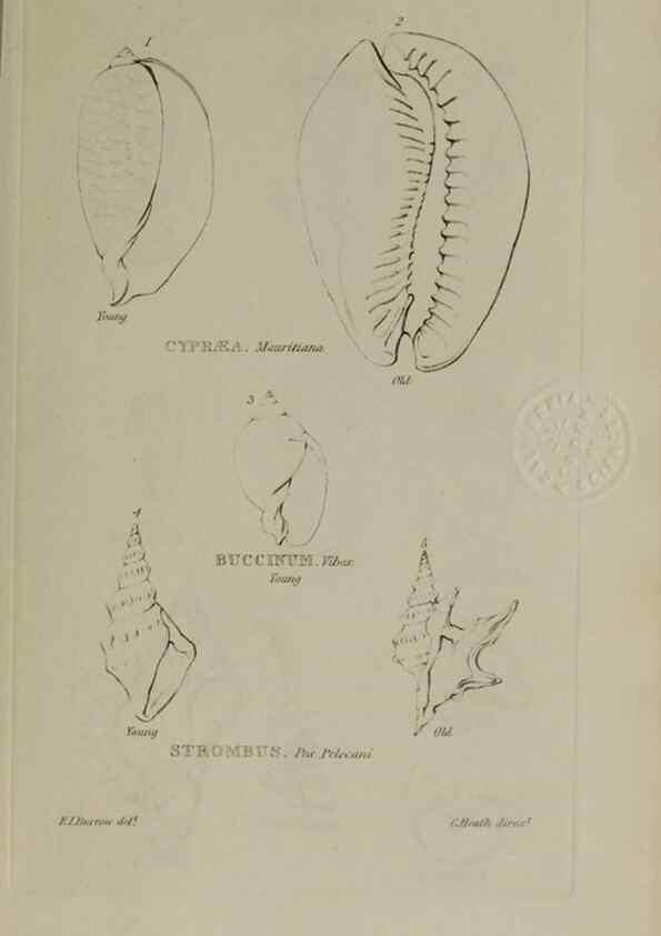 Reproducción/Reproduction 24564775141: Elements of conchology :. London :J. Duncan,1844.