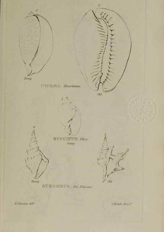 Reproducción/Reproduction 24564775141: Elements of conchology :. London :J. Duncan,1844.