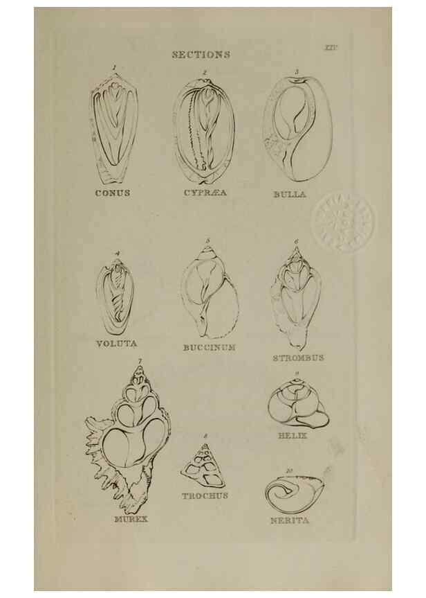 Reproducción/Reproduction 24538600982: Elements of conchology :. London :J. Duncan,1844.