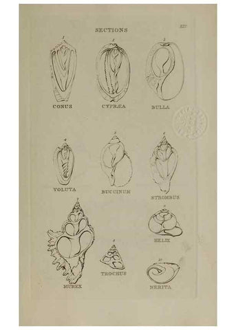 Reproducción/Reproduction 24538600982: Elements of conchology :. London :J. Duncan,1844.