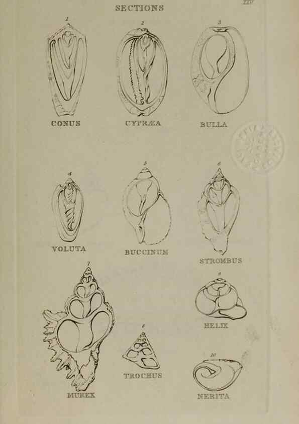 Reproducción/Reproduction 24538600982: Elements of conchology :. London :J. Duncan,1844.