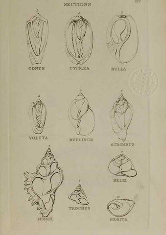Reproducción/Reproduction 24538600982: Elements of conchology :. London :J. Duncan,1844.