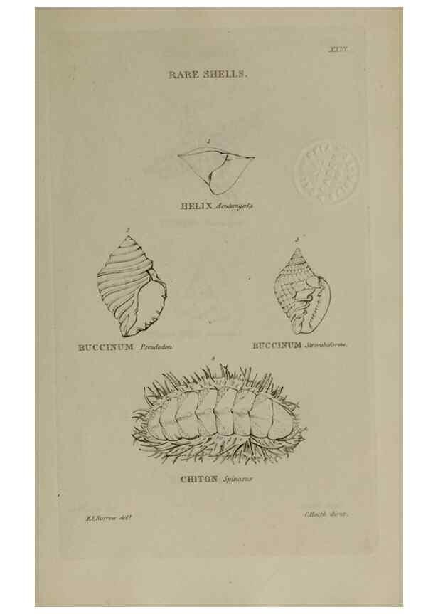 Reproducción/Reproduction 24351434340: Elements of conchology :. London :J. Duncan,1844.