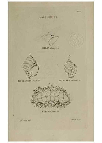 Reproducción/Reproduction 24351434340: Elements of conchology :. London :J. Duncan,1844.
