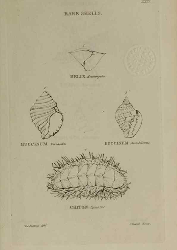 Reproducción/Reproduction 24351434340: Elements of conchology :. London :J. Duncan,1844.