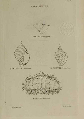 Reproducción/Reproduction 24351434340: Elements of conchology :. London :J. Duncan,1844.