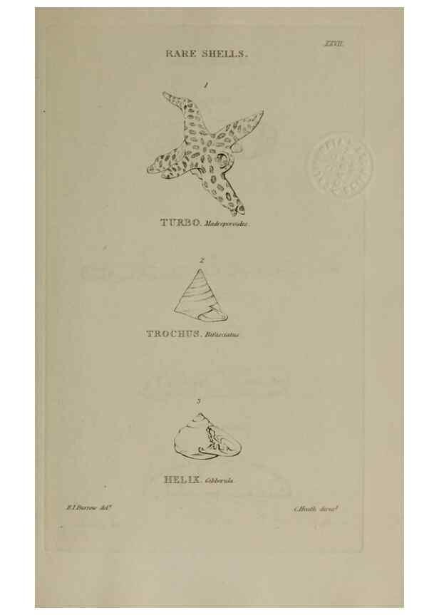 Reproducción/Reproduction 24020170423: Elements of conchology :. London :J. Duncan,1844.