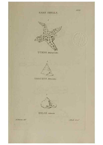 Reproducción/Reproduction 24020170423: Elements of conchology :. London :J. Duncan,1844.