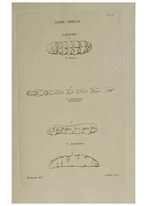 Reproducción/Reproduction 24351439260: Elements of conchology :. London :J. Duncan,1844.