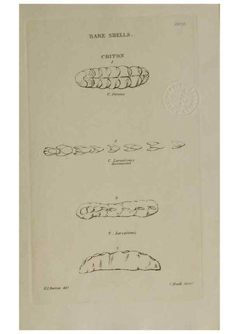 Reproducción/Reproduction 24351439260: Elements of conchology :. London :J. Duncan,1844.