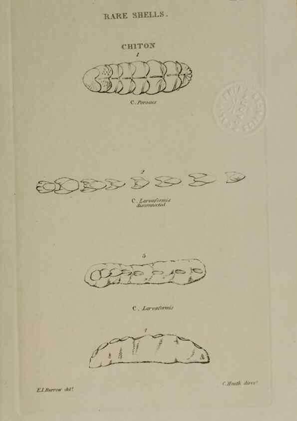 Reproducción/Reproduction 24351439260: Elements of conchology :. London :J. Duncan,1844.