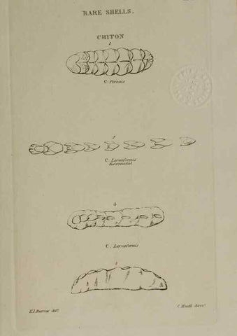 Reproducción/Reproduction 24351439260: Elements of conchology :. London :J. Duncan,1844.
