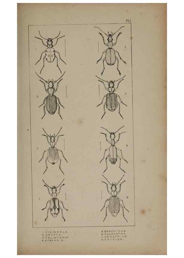 Reproducción/Reproduction 24019196494: The British Coleoptera delineated,. London,W. Crofts,1840.