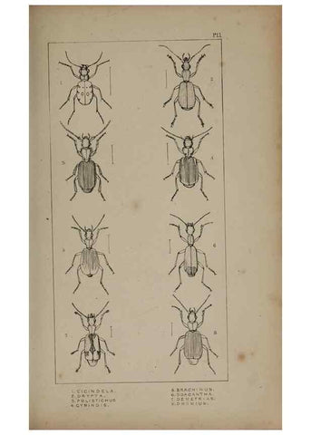 Reproducción/Reproduction 24019196494: The British Coleoptera delineated,. London,W. Crofts,1840.