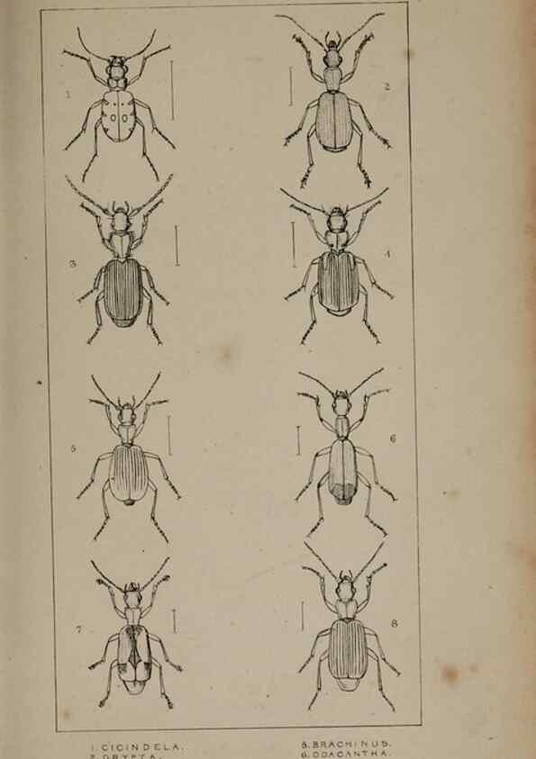 Reproducción/Reproduction 24019196494: The British Coleoptera delineated,. London,W. Crofts,1840.