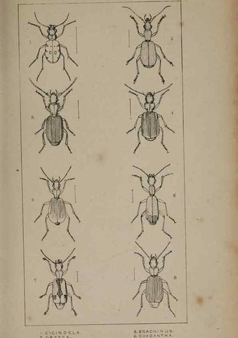Reproducción/Reproduction 24019196494: The British Coleoptera delineated,. London,W. Crofts,1840.