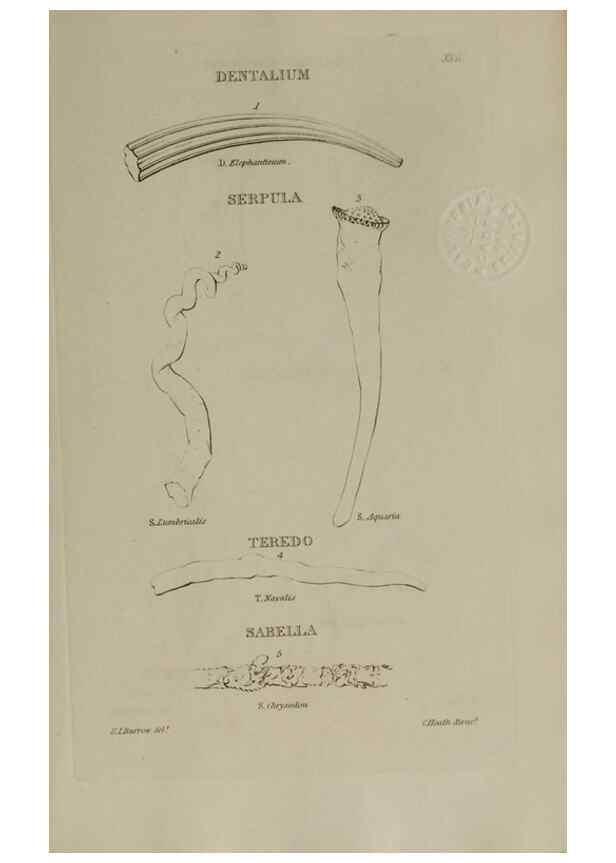 Reproducción/Reproduction 24018822734: Elements of conchology :. London :J. Duncan,1844.