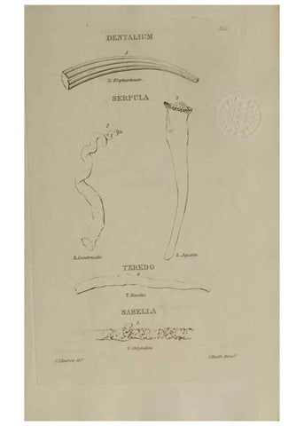 Reproducción/Reproduction 24018822734: Elements of conchology :. London :J. Duncan,1844.
