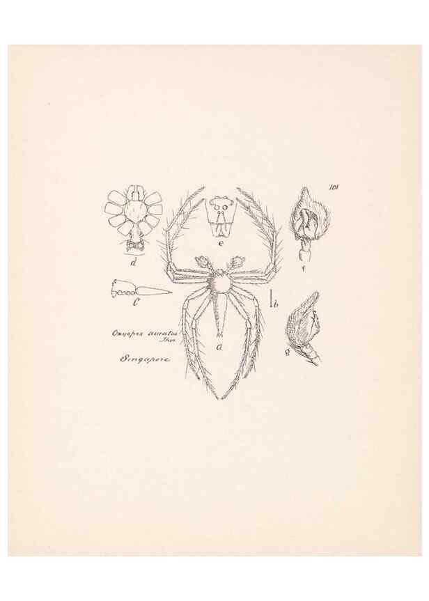 Reproducción/Reproduction 24247660980: Malaysian spiders.. Belfast :T. Workman,1896-1900.