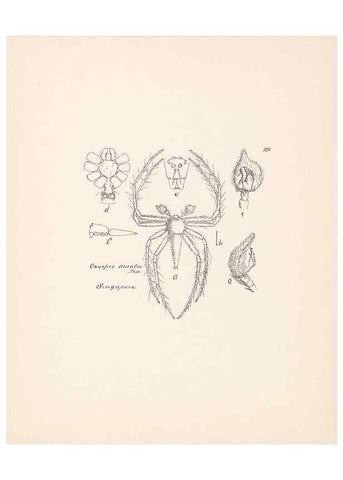 Reproducción/Reproduction 24247660980: Malaysian spiders.. Belfast :T. Workman,1896-1900.