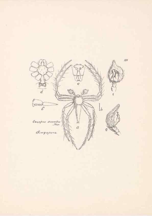 Reproducción/Reproduction 24247660980: Malaysian spiders.. Belfast :T. Workman,1896-1900.