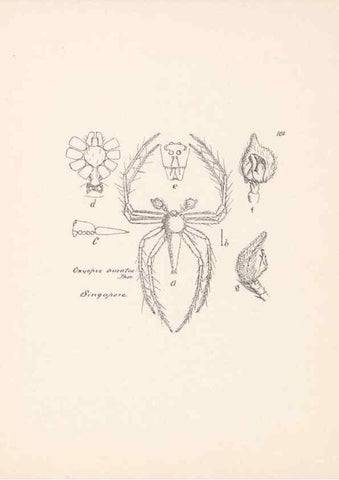 Reproducción/Reproduction 24247660980: Malaysian spiders.. Belfast :T. Workman,1896-1900.