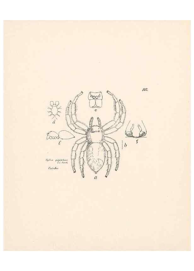 Reproducción/Reproduction 23915034574: Malaysian spiders.. Belfast :T. Workman,1896-1900.