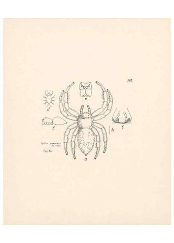 Reproducción/Reproduction 23915034574: Malaysian spiders.. Belfast :T. Workman,1896-1900.