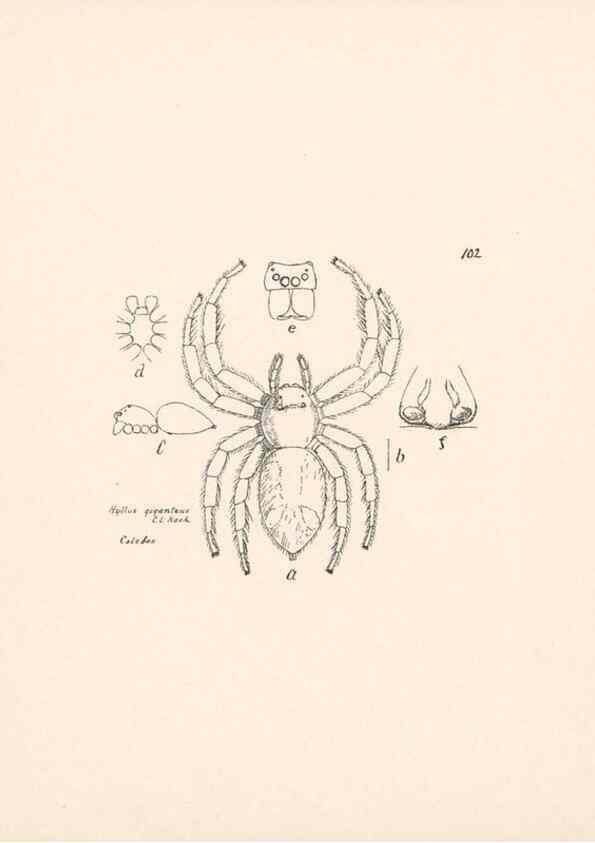 Reproducción/Reproduction 23915034574: Malaysian spiders.. Belfast :T. Workman,1896-1900.