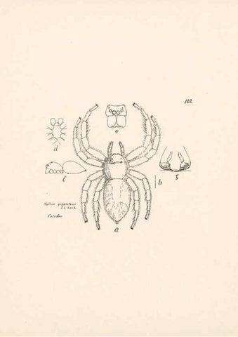 Reproducción/Reproduction 23915034574: Malaysian spiders.. Belfast :T. Workman,1896-1900.