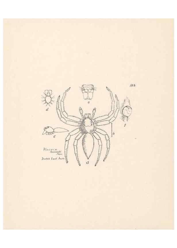Reproducción/Reproduction 23916410323: Malaysian spiders.. Belfast :T. Workman,1896-1900.