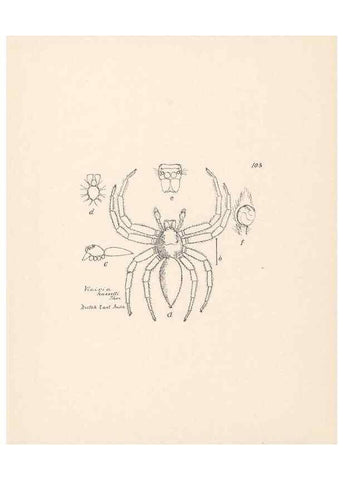 Reproducción/Reproduction 23916410323: Malaysian spiders.. Belfast :T. Workman,1896-1900.