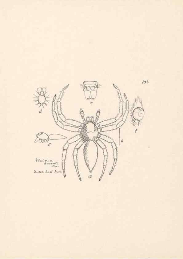 Reproducción/Reproduction 23916410323: Malaysian spiders.. Belfast :T. Workman,1896-1900.