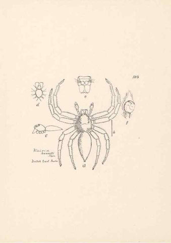 Reproducción/Reproduction 23916410323: Malaysian spiders.. Belfast :T. Workman,1896-1900.