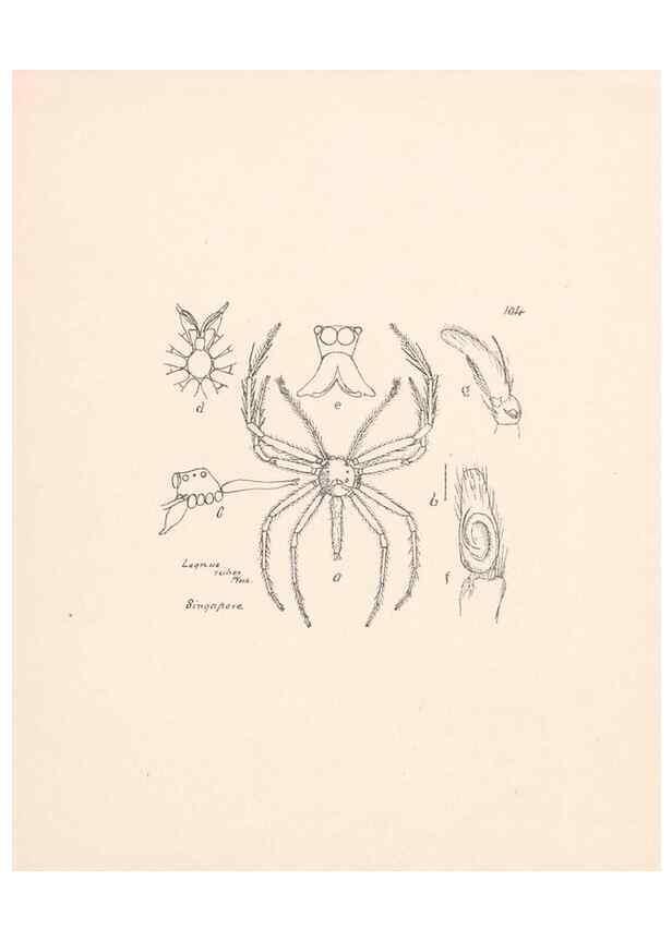Reproducción/Reproduction 23916412483: Malaysian spiders.. Belfast :T. Workman,1896-1900.