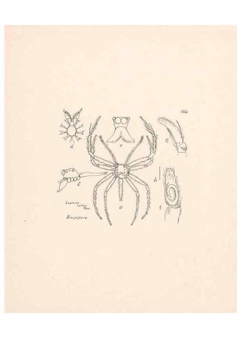 Reproducción/Reproduction 23916412483: Malaysian spiders.. Belfast :T. Workman,1896-1900.
