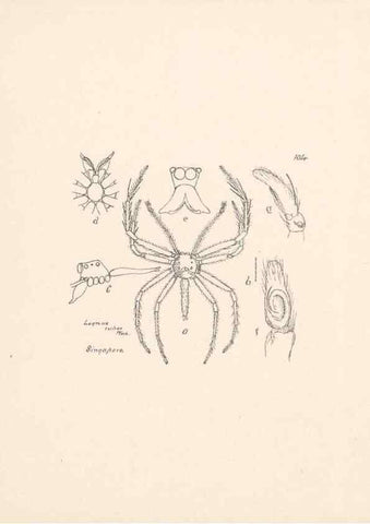 Reproducción/Reproduction 23916412483: Malaysian spiders.. Belfast :T. Workman,1896-1900.