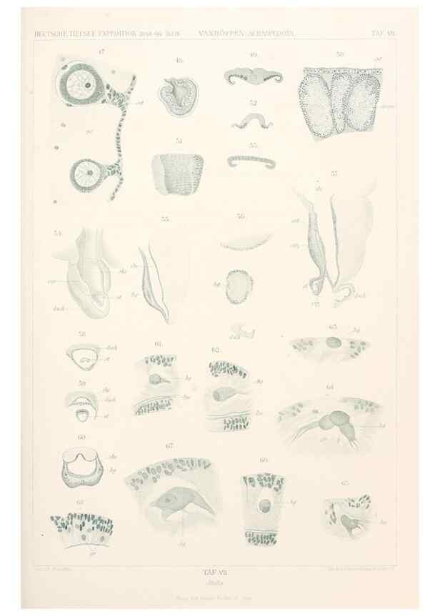 Reproducción/Reproduction 25739427401: Wissenschaftliche Ergebnisse der Deutschen Tiefsee-Expedition auf dem Dampfer ""Valdivia"" 1898-1899.. Jena,G. Fischer,1902-40.