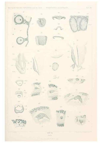 Reproducción/Reproduction 25739427401: Wissenschaftliche Ergebnisse der Deutschen Tiefsee-Expedition auf dem Dampfer ""Valdivia"" 1898-1899.. Jena,G. Fischer,1902-40.