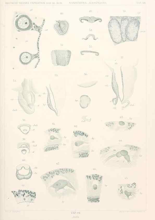 Reproducción/Reproduction 25739427401: Wissenschaftliche Ergebnisse der Deutschen Tiefsee-Expedition auf dem Dampfer ""Valdivia"" 1898-1899.. Jena,G. Fischer,1902-40.