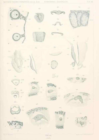 Reproducción/Reproduction 25739427401: Wissenschaftliche Ergebnisse der Deutschen Tiefsee-Expedition auf dem Dampfer ""Valdivia"" 1898-1899.. Jena,G. Fischer,1902-40.