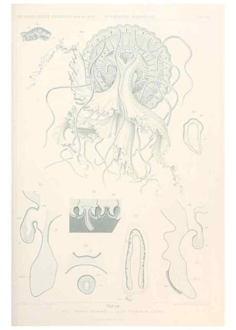Reproducción/Reproduction 25713590922: Wissenschaftliche Ergebnisse der Deutschen Tiefsee-Expedition auf dem Dampfer ""Valdivia"" 1898-1899.. Jena,G. Fischer,1902-40.